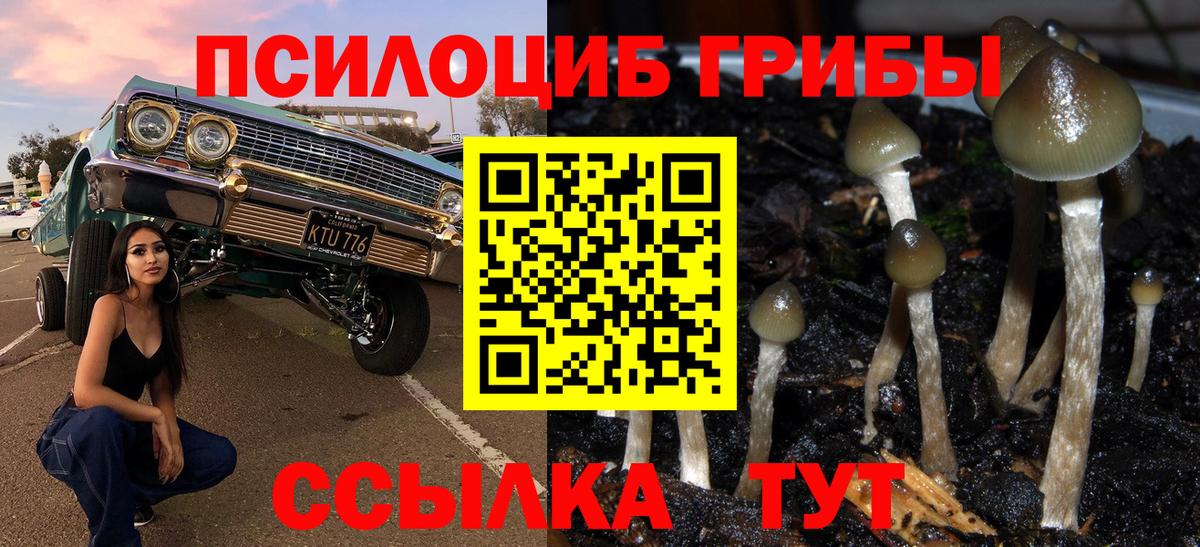 Галлюциногенные грибы Psilocybine cubensis Арзамас